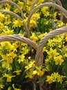 Yellow flowers Royalty Free Stock Photo