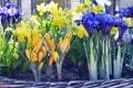 Yellow flowers