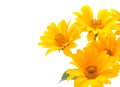 Yellow flowers Royalty Free Stock Photo