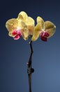 Yellow Orchid Royalty Free Stock Photo