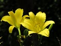 Yellow flowers Royalty Free Stock Photo