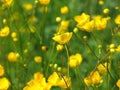 Yellow flowers. Royalty Free Stock Photo