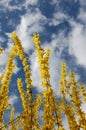 Yellow flowers