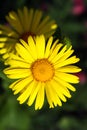 Yellow flowers.