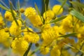 Yellow flowers. Yellow Acacias. Background concept