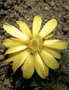 Yellow flowers of Adonis