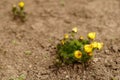 Yellow flowers adonis grow in the garden soil Royalty Free Stock Photo