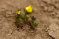 Yellow flowers adonis grow in the soil Royalty Free Stock Photo