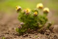 Yellow flowers adonis grow in the spring garden Royalty Free Stock Photo