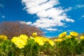 Yellow flowers (Adonis vernalis)