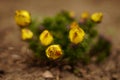 Yellow flowers adonis vernalis bush grow in the soil outdoors Royalty Free Stock Photo