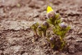 Yellow flowers adonis vernalis grow in the dry soil