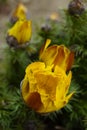 Yellow flowers adonis vernalis grow in the spring garden close u Royalty Free Stock Photo