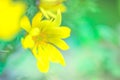 Yellow flowers adonis vernalis in the spring garden Royalty Free Stock Photo