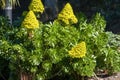 Yellow flowers of an aeonium arboreum native to the Canary Islands Royalty Free Stock Photo