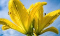 Yellow flowers against blue cloudy sky. Concept of cheerful happiness and a good morning. Royalty Free Stock Photo