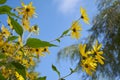 Yellow flowers against blue cloudy sky Royalty Free Stock Photo