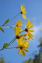 Yellow flowers against blue cloudy sky Royalty Free Stock Photo