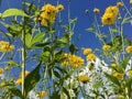 Yellow flowers against blue cloudy sky Royalty Free Stock Photo