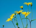 Yellow flowers against blue sky Royalty Free Stock Photo