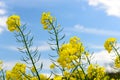 Yellow flowers against a blue sky Royalty Free Stock Photo