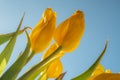 Yellow flowers againts the sky Royalty Free Stock Photo