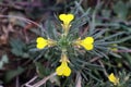 Yellow flowers of \'Ajuga chamaepitys\'(Yellow bugle)
