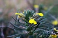 Yellow flowers of \'Ajuga chamaepitys\'(Yellow bugle)