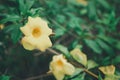Yellow flowers of Allamanda Royalty Free Stock Photo