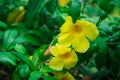 Yellow flowers of Allamanda Royalty Free Stock Photo