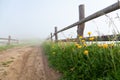 Yellow flowers along a wooden fence near the mountain road, foggy morning, Ukraine, Carpathians Royalty Free Stock Photo