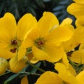 Yellow flowers of Amaltas tree, golden cassia fistula golden showers Royalty Free Stock Photo