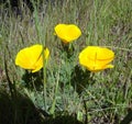 Yellow flowers on Angel Island