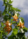 Yellow flowers, angels trumpet in la Reunion island Royalty Free Stock Photo