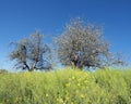 Yellow flowers and apple blossoms under blue sky in spring Royalty Free Stock Photo