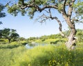 Yellow flowers and apple blossoms under blue sky in spring Royalty Free Stock Photo