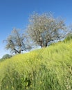 Yellow flowers and apple blossoms under blue sky in spring Royalty Free Stock Photo