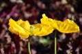 Yellow flowers, Arctomecon merriamii poppy blooming in garden