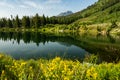 Yellow Flowers Around Trapper Lake In Grand Teton