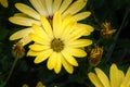 Yellow flowers as a wall poster. Closeup of yellow flowering flowers and blossoming flower buds suitable as wall decoration in the