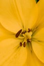 Yellow flowers of Asiatic Hybrids Lilium in summer in the garden close up with defocus Royalty Free Stock Photo