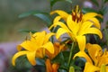 Yellow flowers of asiatic lilies are blooming in the summer garden Royalty Free Stock Photo