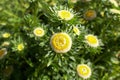 Yellow flowers asteraceae callistephus chine hulk in the garden. Summer and spring time