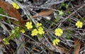 Yellow flowers of the Australian native Hibbertia fasciculata, family Dilleniaceae Royalty Free Stock Photo