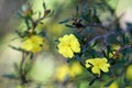 Yellow flowers of the Australian native Hibbertia monogyna, family Dilleniaceae, growing in Sydney woodland Royalty Free Stock Photo