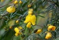 Yellow flowers of the Australian native Large Wedge Pea, Gompholobium grandiflorum Royalty Free Stock Photo