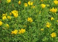 Yellow flowers of Austrian clustered broom, Chamaecytisus austriacus