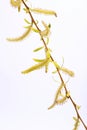 Yellow flowers on babylon willow