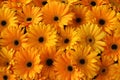 Yellow flowers background