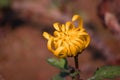 Yellow flowers with background blur